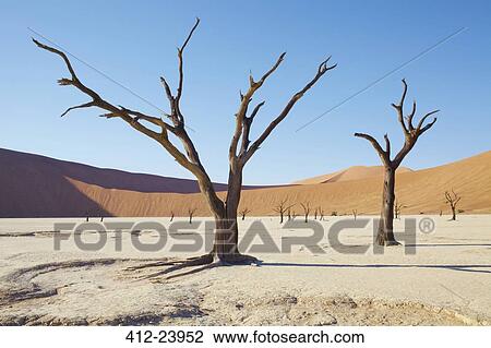 View of bare trees, sand dunes and blue sky in sunny desert View Large Photo Image Stock Image - View of bare trees, sand dunes and blue sky in sunny desert. Fotosearch