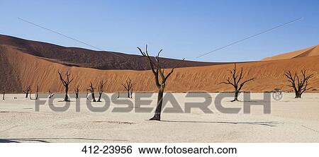 Stock Photograph - View of bare trees, sand dunes and blue sky in sunny desert. Fotosearch