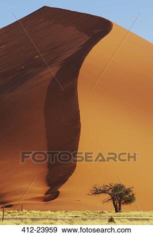 View of camel thorn tree growing at foot of huge sand dune View Large Photo Image Stock Photo - View of camel thorn tree growing at foot of huge sand dune . Fotosearch