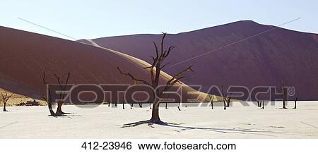 Stock Photograph - View of sand dunes and camel thorn trees in sunny desert. Fotosearch