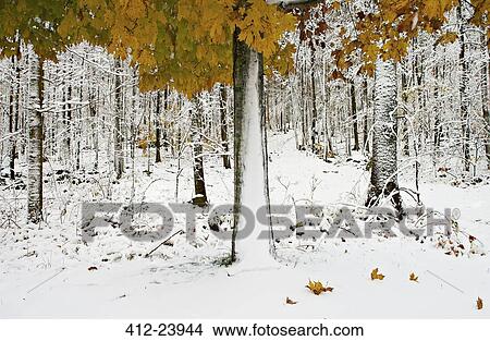 Picture - View of snowcapped forest with colorful autumn leaves. Fotosearch