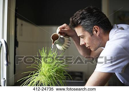 "Man in kitchen, using jug, watering plant" View Large Photo Image Stock Photography - "Man in kitchen, using jug, watering plant". Fotosearch