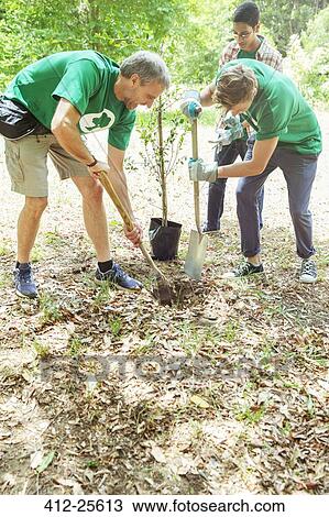 Environmentalist volunteers planting new tree View Large Photo Image Stock Image - Environmentalist volunteers planting new tree. Fotosearch