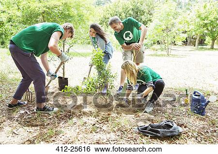 Stock Photograph - Environmentalist volunteers planting new tree. Fotosearch