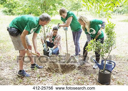 Environmentalist volunteers planting new tree View Large Photo Image Stock Photograph - Environmentalist volunteers planting new tree. Fotosearch