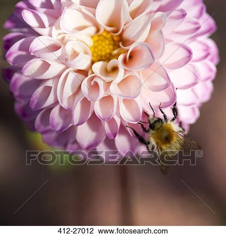 Stock Image - Close up of bee pollinating pink dahlia flower. Fotosearch