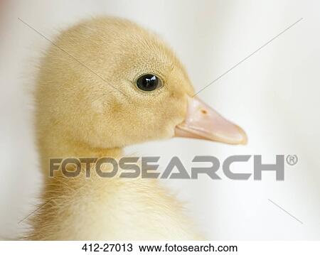 Close up of fuzzy yellow duckling profile View Large Photo Image Stock Image - Close up of fuzzy yellow duckling profile. Fotosearch