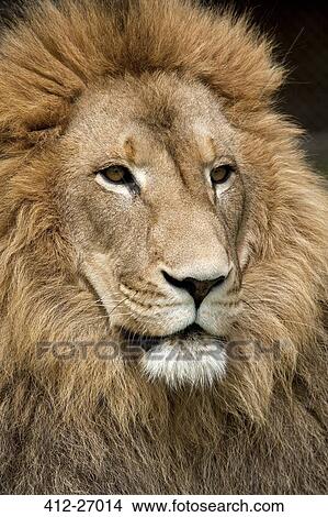 Close up of lion with golden mane View Large Photo Image Picture - Close up of lion with golden mane. Fotosearch