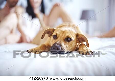 Stock Photograph - Cute dog laying on bed. Fotosearch
