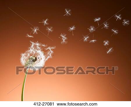 Dandelion seeds blowing against orange background View Large Photo Image Stock Image - Dandelion seeds blowing against orange background. Fotosearch