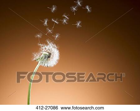 Dandelion seeds blowing against orange background View Large Photo Image Stock Photograph - Dandelion seeds blowing against orange background. Fotosearch