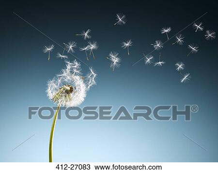 Dandelion seeds blowing on blue background View Large Photo Image Stock Image - Dandelion seeds blowing on blue background. Fotosearch