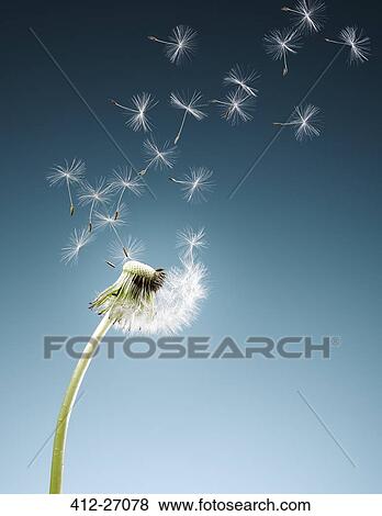 Dandelion seeds blowing on blue background View Large Photo Image Stock Photo - Dandelion seeds blowing on blue background. Fotosearch