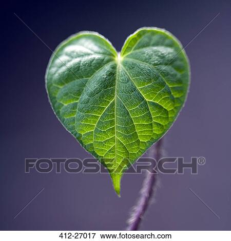 Stock Photo - Extreme close up detail of green heart-shaped leaf against purple background. Fotosearch