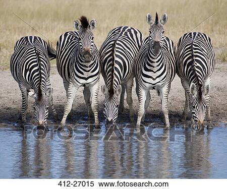 Stock Photography - Five zebras in a row at watering hole. Fotosearch