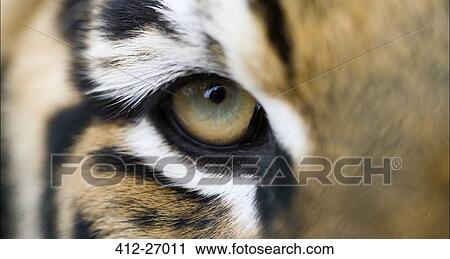 Stock Image - Full frame extreme close up of Bengal tiger eye and stripes. Fotosearch