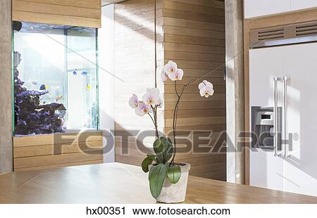 Pink orchids on kitchen table View Large Photo Image Stock Image - Pink orchids on kitchen table. Fotosearch