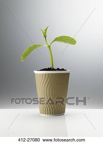 Plant sprouting in disposable coffee cup View Large Photo Image Stock Image - Plant sprouting in disposable coffee cup. Fotosearch