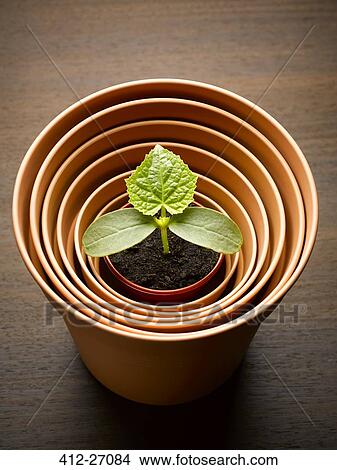 Plant sprouting in nesting flowerpot View Large Photo Image Picture - Plant sprouting in nesting flowerpot. Fotosearch