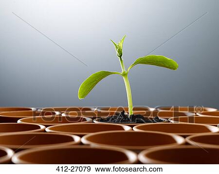 Potted plant sprouting among empty flowerpots View Large Photo Image Stock Photo - Potted plant sprouting among empty flowerpots. Fotosearch