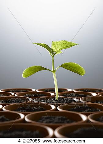 Potted plant sprouting among flowerpots with soil View Large Photo Image Stock Photography - Potted plant sprouting among flowerpots with soil. Fotosearch