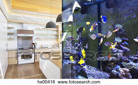 Tropical fish swimming in aquarium outside kitchen View Large Photo Image Stock Photograph - Tropical fish swimming in aquarium outside kitchen. Fotosearch