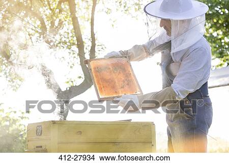 Beekeeper in protective clothing examining bees on honeycomb View Large Photo Image Picture - Beekeeper in protective clothing examining bees on honeycomb. Fotosearch