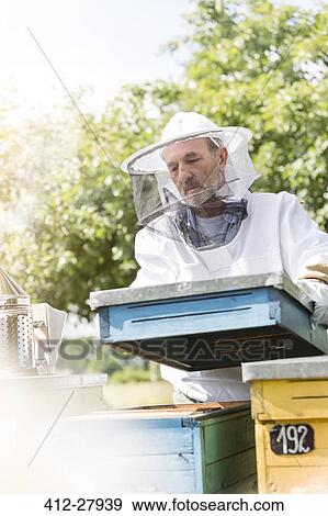 Beekeeper in protective clothing carrying removing beehive lid View Large Photo Image Stock Photo - Beekeeper in protective clothing carrying removing beehive lid. Fotosearch