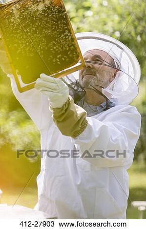 Beekeeper in protective suit examining bees on honeycomb View Large Photo Image Stock Image - Beekeeper in protective suit examining bees on honeycomb. Fotosearch