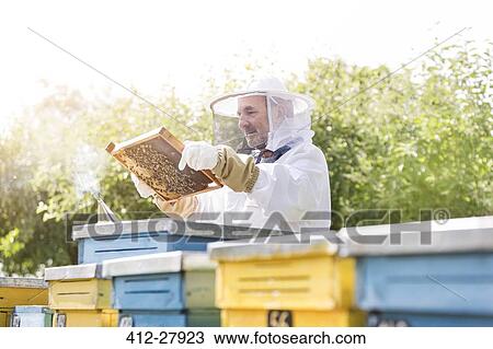 Beekeeper in protective suit examining bees on honeycomb View Large Photo Image Stock Image - Beekeeper in protective suit examining bees on honeycomb. Fotosearch