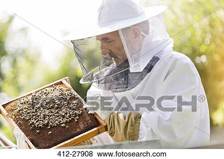 Stock Photo - Beekeeper in protective suit examining bees on honeycomb. Fotosearch
