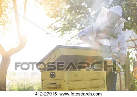 Beekeeper in protective suit using smoker on beehive View Large Photo Image Stock Photography - Beekeeper in protective suit using smoker on beehive. Fotosearch