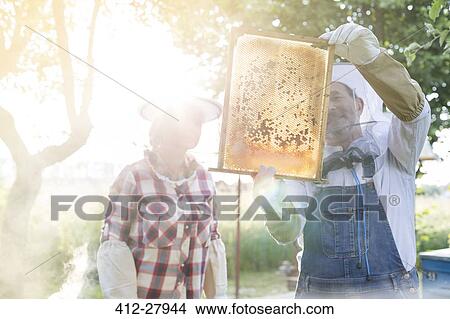 Beekeepers examining sunny bees on honeycomb View Large Photo Image Picture - Beekeepers examining sunny bees on honeycomb. Fotosearch