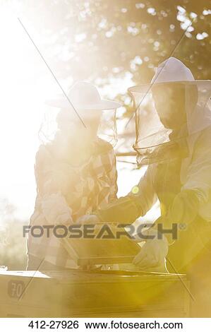 Beekeepers examining sunny hive View Large Photo Image Stock Photograph - Beekeepers examining sunny hive. Fotosearch