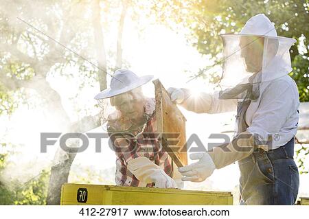 Beekeepers in protective clothing examining beehive View Large Photo Image Stock Photo - Beekeepers in protective clothing examining beehive. Fotosearch