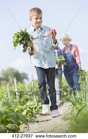 Boy carrying harvested vegetables in sunny garden View Large Photo Image Stock Photo - Boy carrying harvested vegetables in sunny garden. Fotosearch