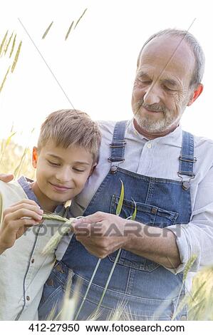 Grandfather farmer showing grandson wheat stalk View Large Photo Image Stock Image - Grandfather farmer showing grandson wheat stalk. Fotosearch