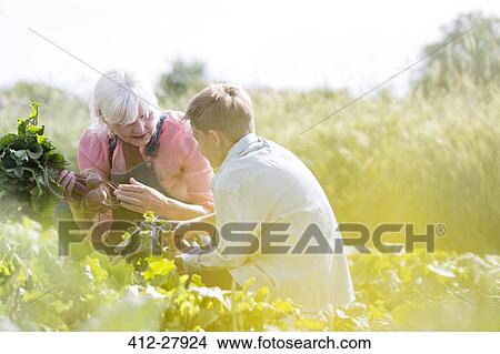 Picture - Grandmother and grandson harvesting vegetables in sunny garden. Fotosearch