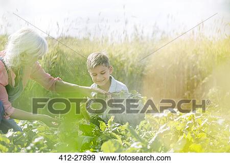 Grandmother and grandson harvesting vegetables in sunny garden View Large Photo Image Stock Photo - Grandmother and grandson harvesting vegetables in sunny garden. Fotosearch