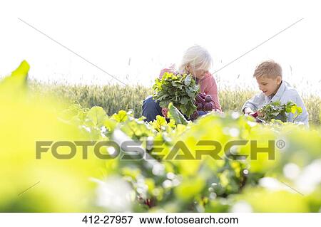 Grandmother and grandson harvesting vegetables in sunny garden View Large Photo Image Stock Photo - Grandmother and grandson harvesting vegetables in sunny garden. Fotosearch