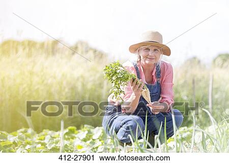 Portrait smiling senior woman harvesting carrots in sunny garden View Large Photo Image Stock Image - Portrait smiling senior woman harvesting carrots in sunny garden. Fotosearch