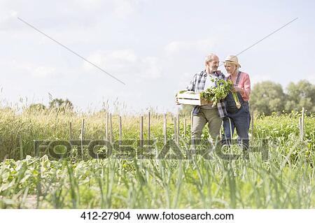 Senior couple harvesting vegetables in sunny garden View Large Photo Image Picture - Senior couple harvesting vegetables in sunny garden. Fotosearch