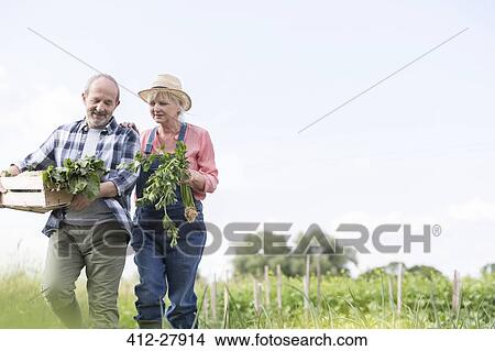 Picture - Senior couple harvesting vegetables in garden. Fotosearch