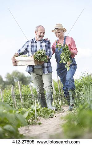 Senior couple harvesting vegetables in garden View Large Photo Image Stock Photo - Senior couple harvesting vegetables in garden. Fotosearch