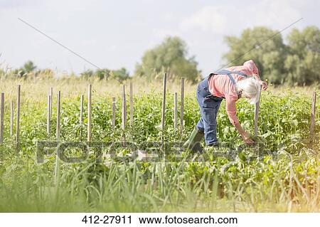 Senior woman checking plants in sunny vegetable garden View Large Photo Image Stock Image - Senior woman checking plants in sunny vegetable garden. Fotosearch