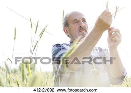 Serious farmer examining rural wheat stalk crop View Large Photo Image Stock Image - Serious farmer examining rural wheat stalk crop. Fotosearch