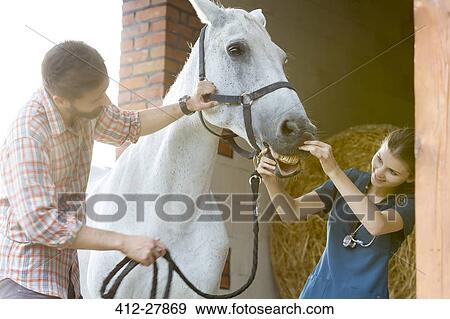 Veterinarian checking horse’s teeth View Large Photo Image Stock Photo - Veterinarian checking horse’s teeth. Fotosearch
