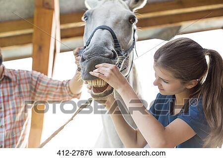 Stock Photograph - Veterinarian checking horse’s teeth. Fotosearch