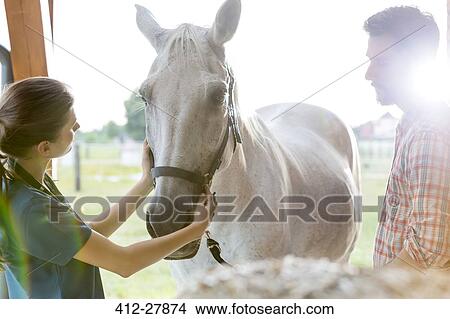 Picture - Veterinarian examining horse. Fotosearch