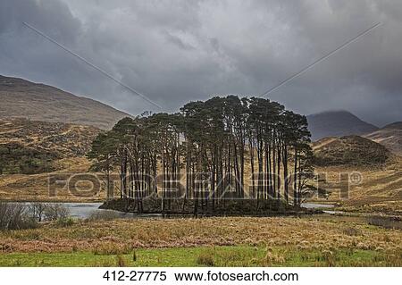 Trees on lake surrounded by highlands, Scotland View Large Photo Image Stock Photography - Trees on lake surrounded by highlands, Scotland. Fotosearch